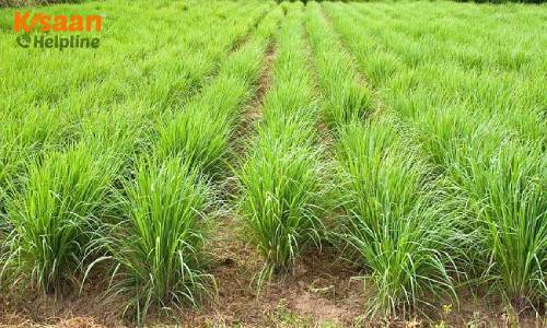 Lemon Grass (नींबू घास)